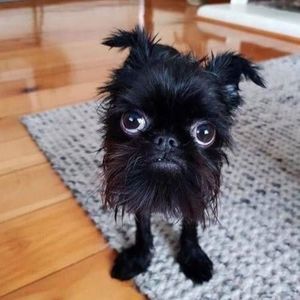 Meet your Posher, Dano